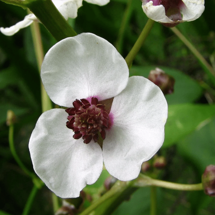 Marginal Pond Plants: The Best Water-Loving Plants for Beautiful Pond Edges