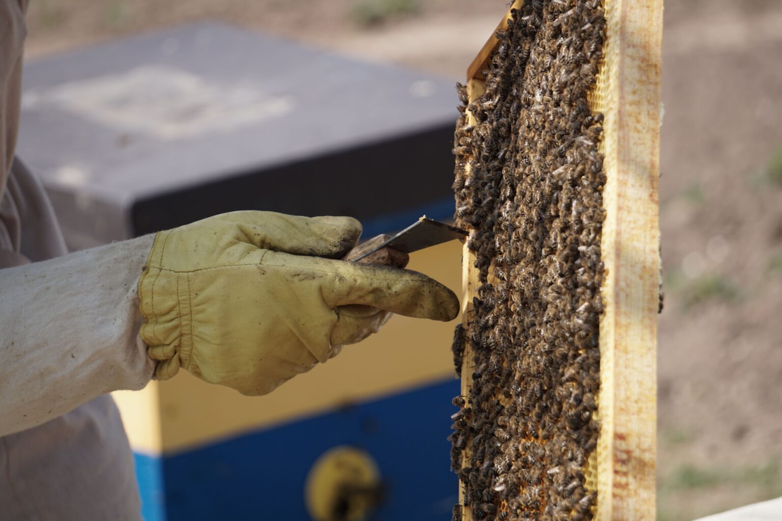 Why Hiring a Professional for Honey Bee Removal Is the Safest Choice